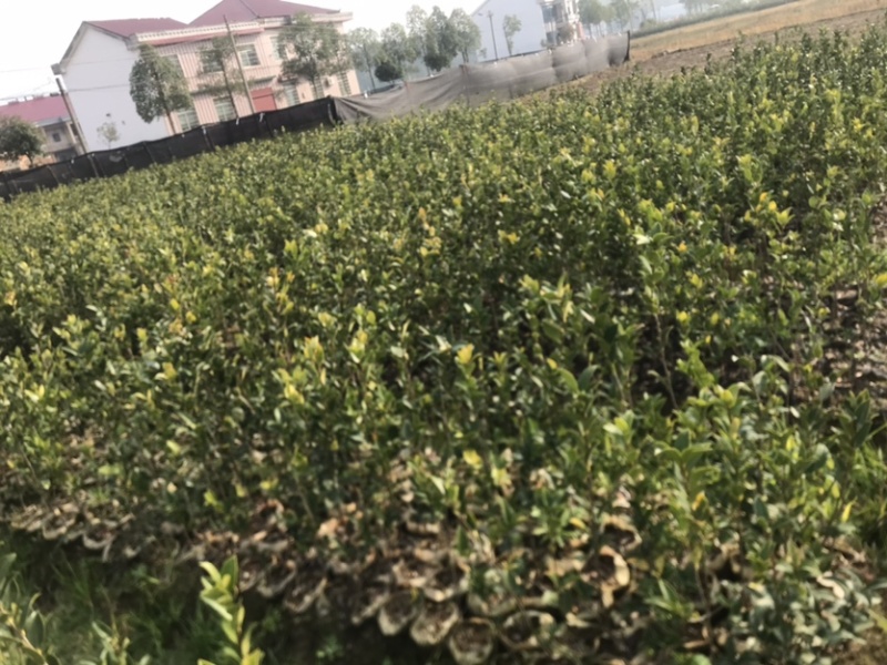 高产嫁接油茶苗