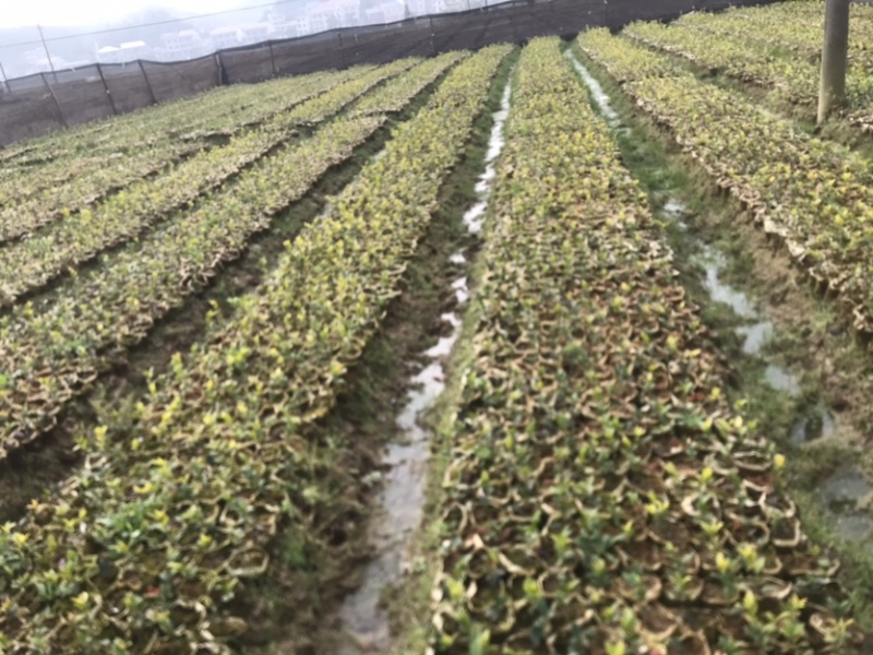 高产嫁接油茶苗