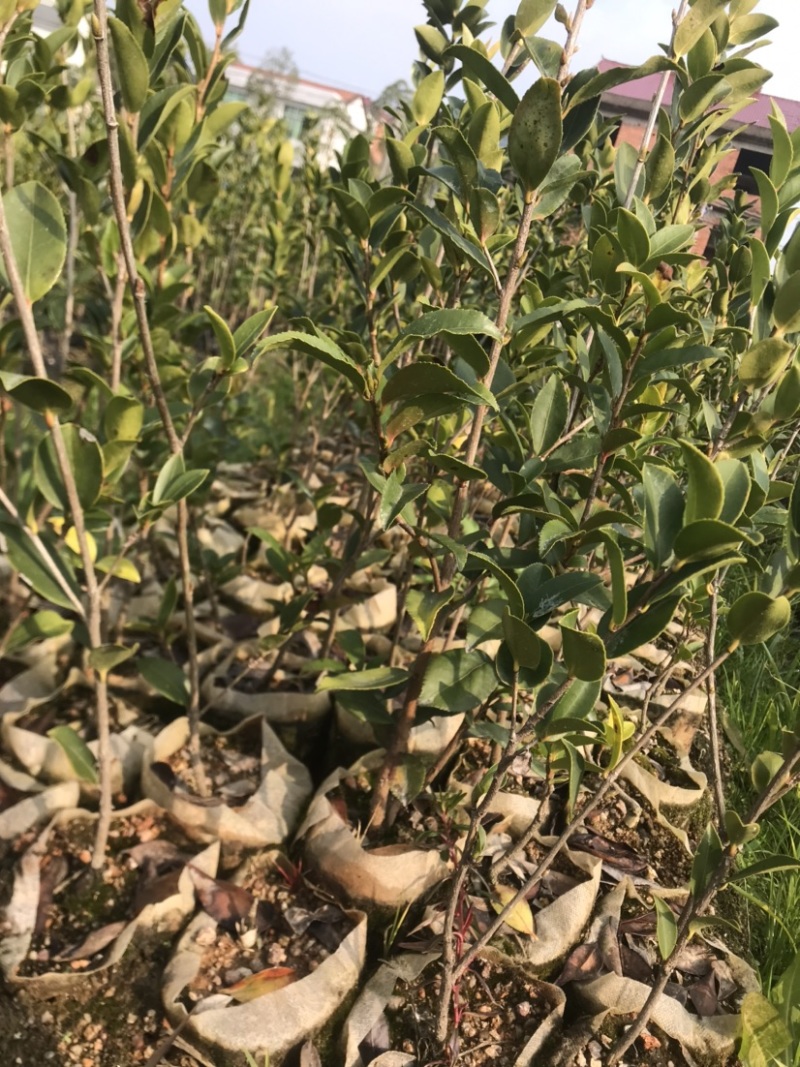 高产嫁接油茶苗