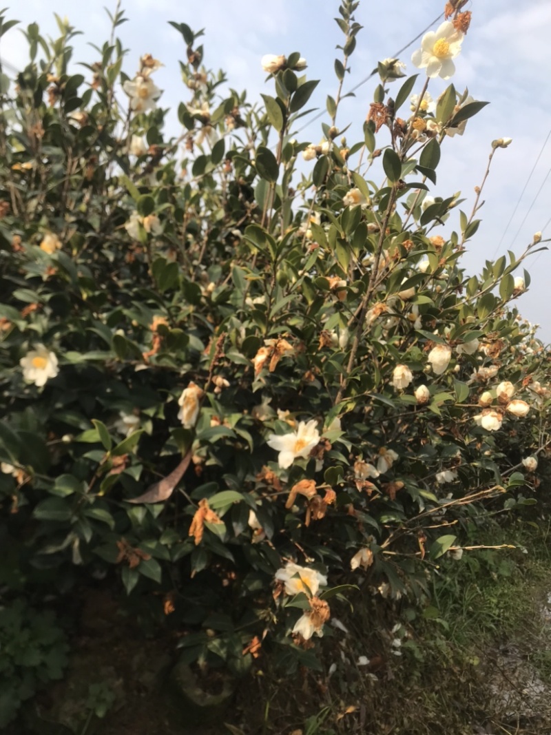 高产嫁接油茶苗