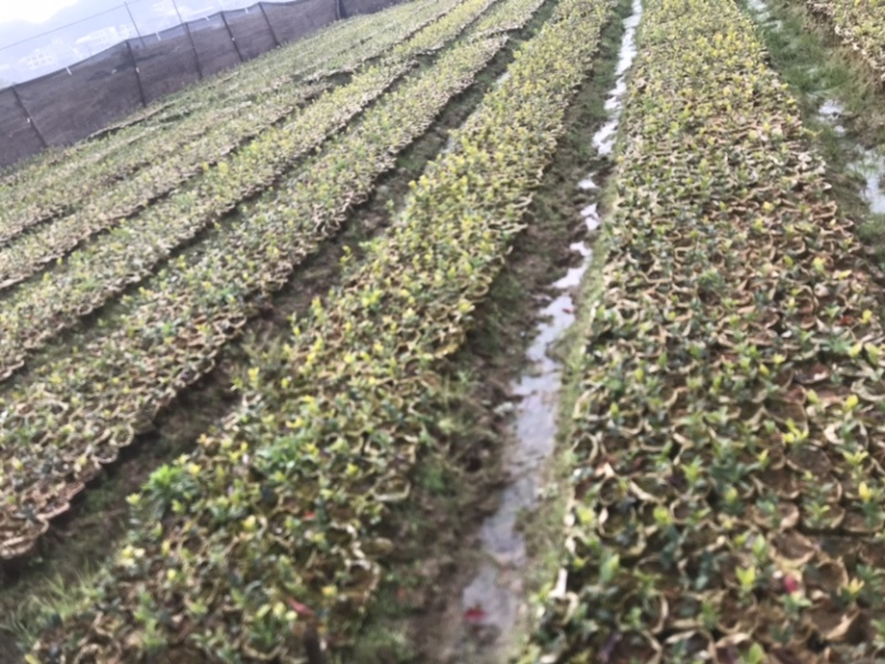 高产嫁接油茶苗