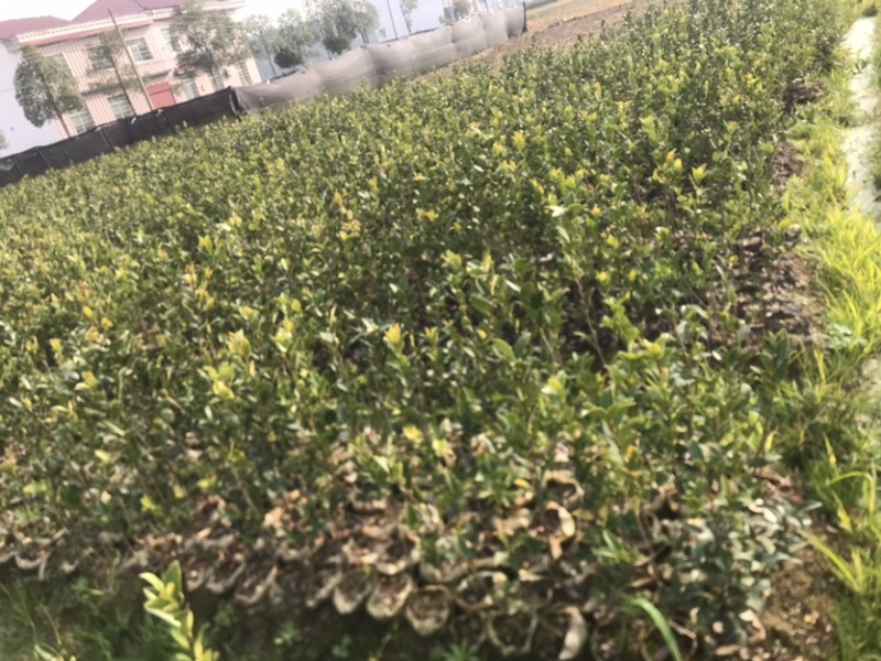 高产嫁接油茶苗