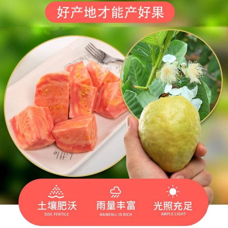 红心芭乐精选番石榴，新鲜现摘红心番石榴芭乐产地直发