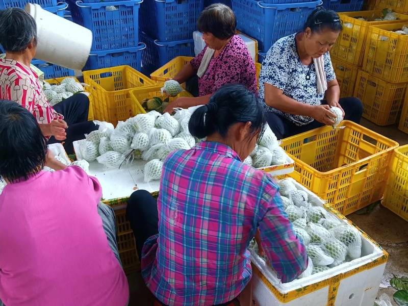 红心芭乐精选番石榴，新鲜现摘红心番石榴芭乐产地直发