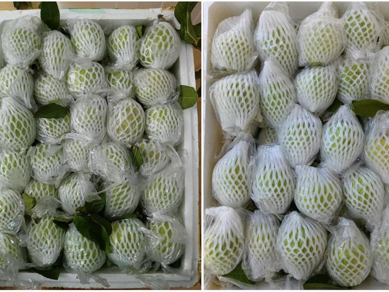 红心芭乐精选番石榴，新鲜现摘红心番石榴芭乐产地直发