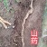 野生山药