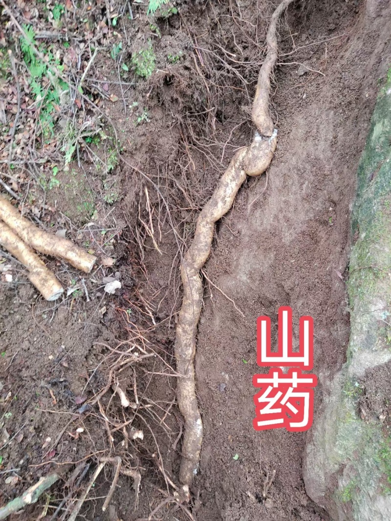 野生山药