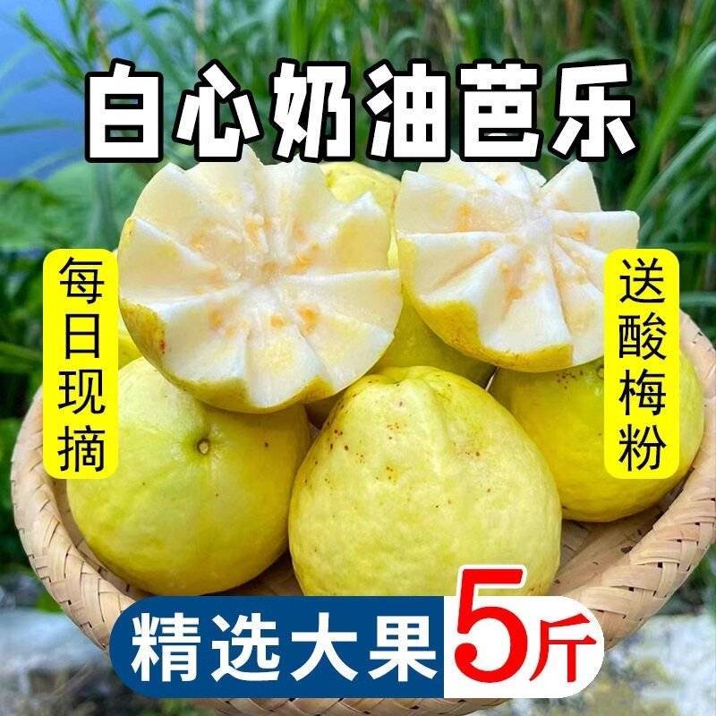 白心软芭乐番石榴产地直发工厂榨汁批发电商一件代发大量现货