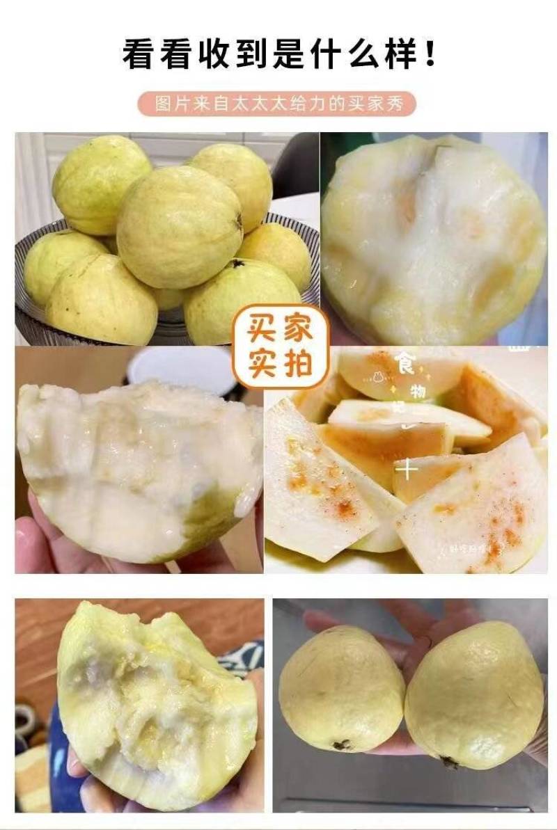 白心软芭乐番石榴产地直发工厂榨汁批发电商一件代发大量现货