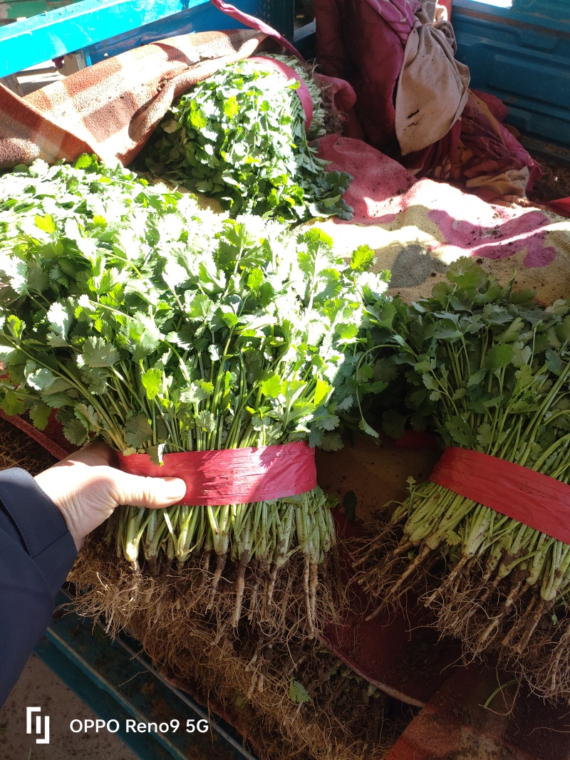 源头供应现货秒发大叶香菜量大价优价格美丽欢迎致电