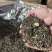 茶叶茉莉花茶特级奶茶原料飘香飘雪茉莉毛尖白毫绿茶批发