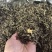 茶叶茉莉花茶特级奶茶原料飘香飘雪茉莉毛尖白毫绿茶批发