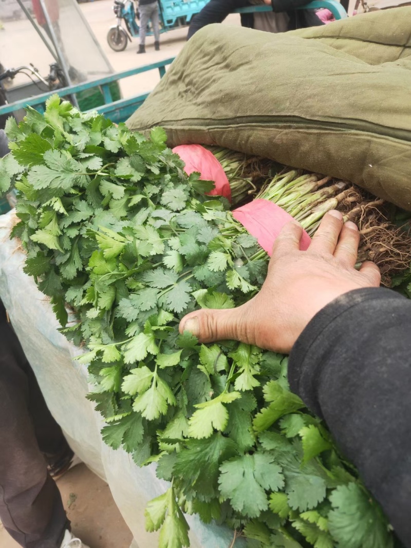 源头供应现货秒发大叶香菜量大价优价格美丽欢迎致电