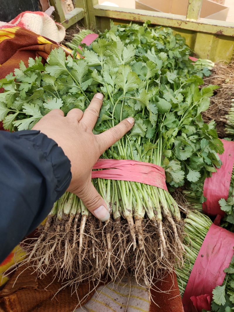 源头供应现货秒发大叶香菜量大价优价格美丽欢迎致电