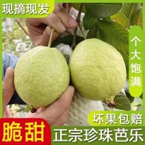 广东白心芭乐番石榴产地直发工厂榨汁电商一件代发批发现货