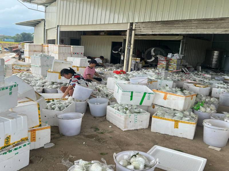 广东白心芭乐番石榴产地直发工厂榨汁电商一件代发批发现货