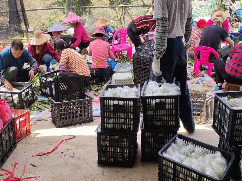 广东白心芭乐番石榴产地直发工厂榨汁电商一件代发批发现货