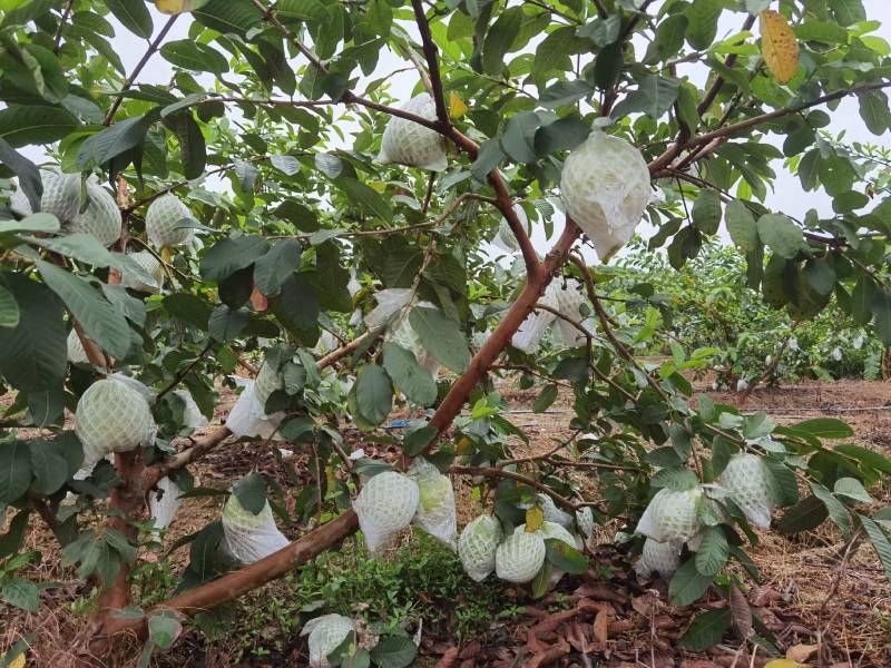 广东白心芭乐番石榴产地直发工厂榨汁电商一件代发批发现货
