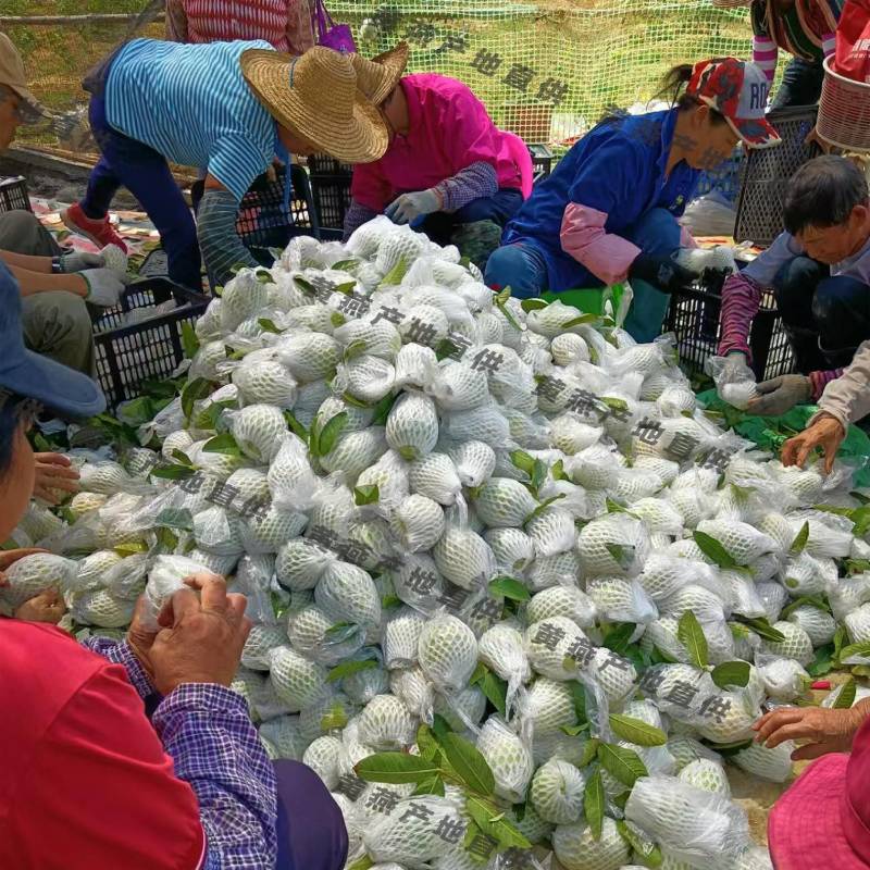 广东白心芭乐番石榴产地直发工厂榨汁电商一件代发批发现货