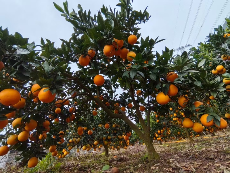【推荐】四川雷波脐橙一手货源供应市场商超电商量大价优