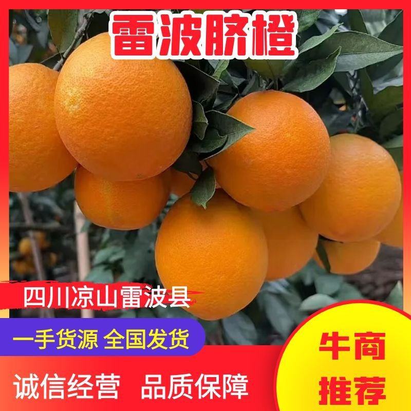 【推荐】四川雷波脐橙一手货源供应市场商超电商量大价优
