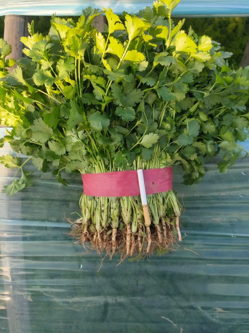香菜15~20厘米以上