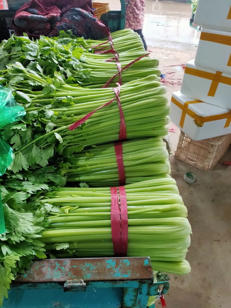 芹菜45cm以上