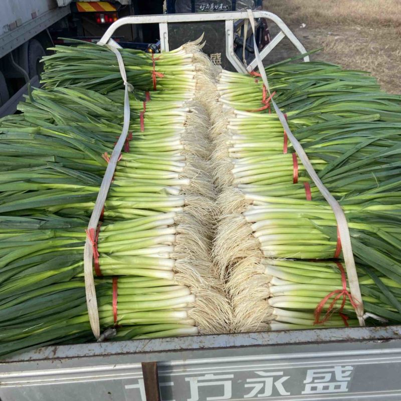 蒜苗、白根蒜苗、切叶蒜苗，精品水洗蒜苗、产地直供、