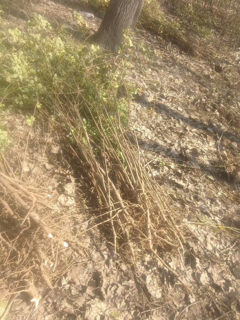 湖北乌桕地苗欢迎咨询，实地考察，洽谈合作，本人从业多年