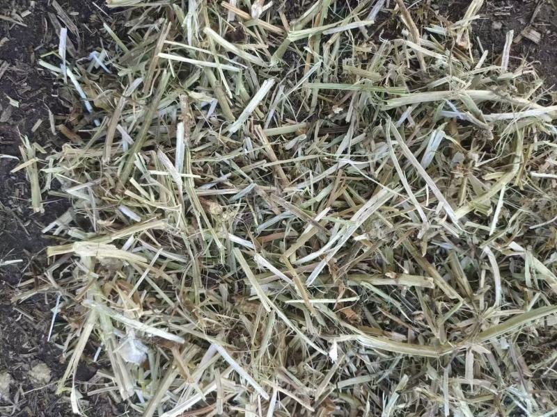 花生秧