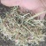 花生秧