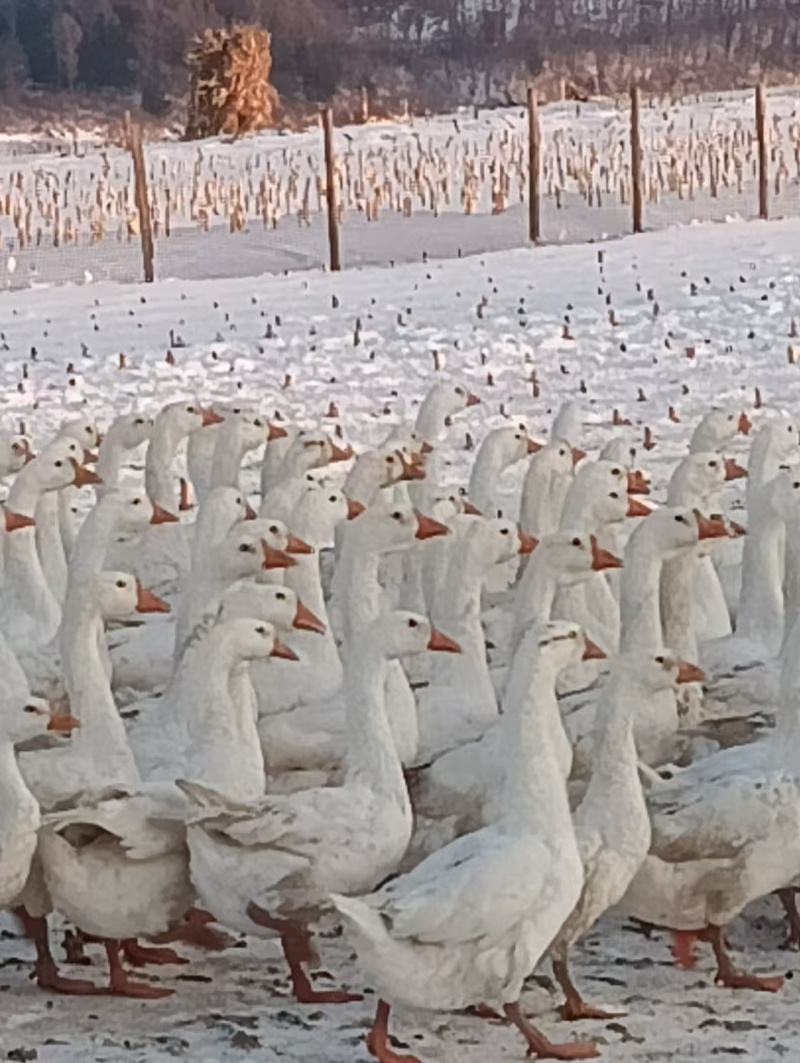 130天大鹅