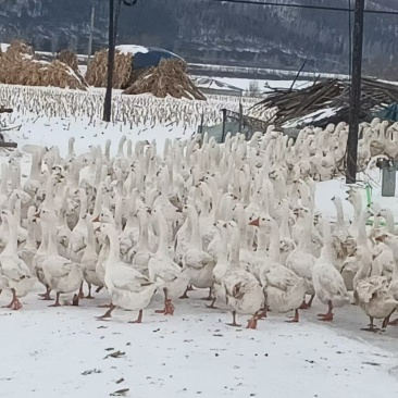 130天大鹅