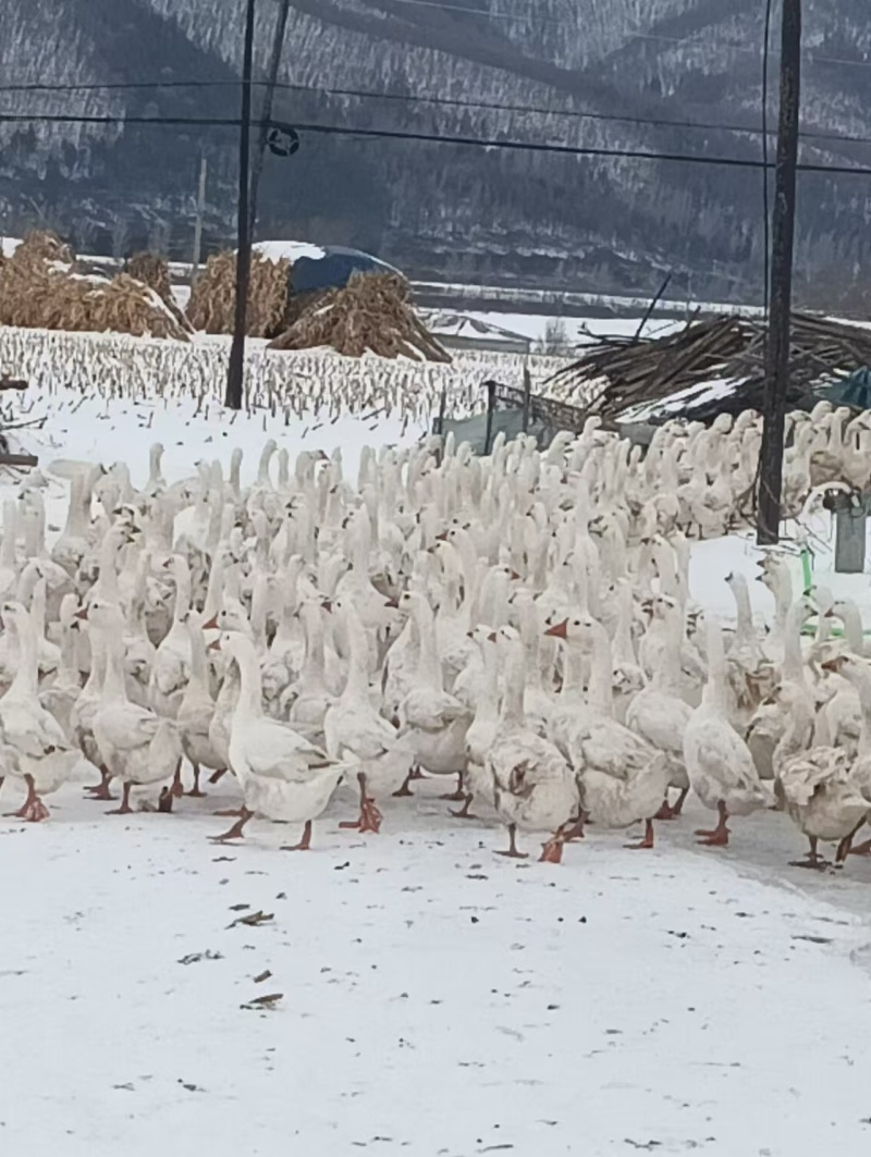 130天大鹅