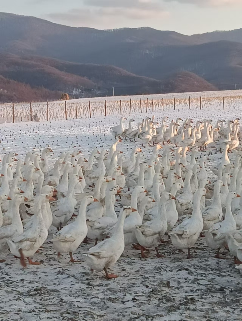 130天大鹅