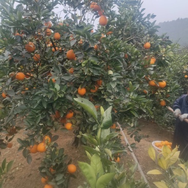 高山沙土地出产，纽菏儿脐橙，皮毛光亮，口感香甜