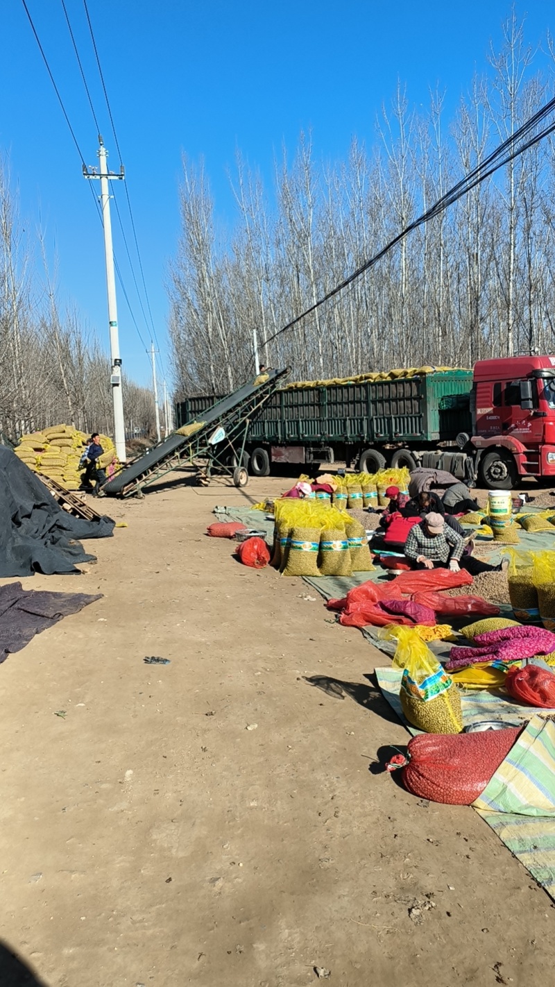 青州市山药豆产地直发规格齐全量大的优惠，常年批发零售