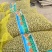 青州市山药豆产地直发规格齐全量大的优惠，常年批发零售