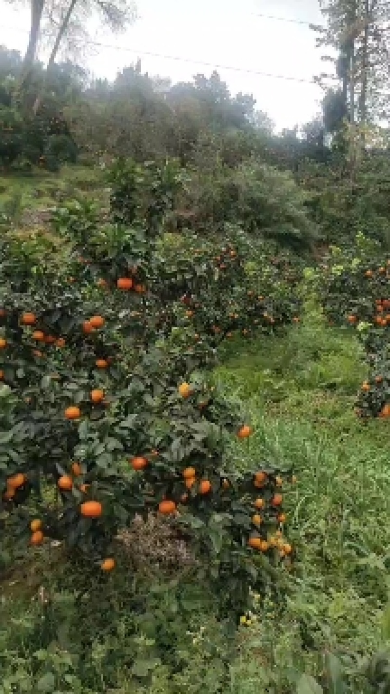 高山沙土地出产，纽菏儿脐橙，皮毛光亮，口感香甜