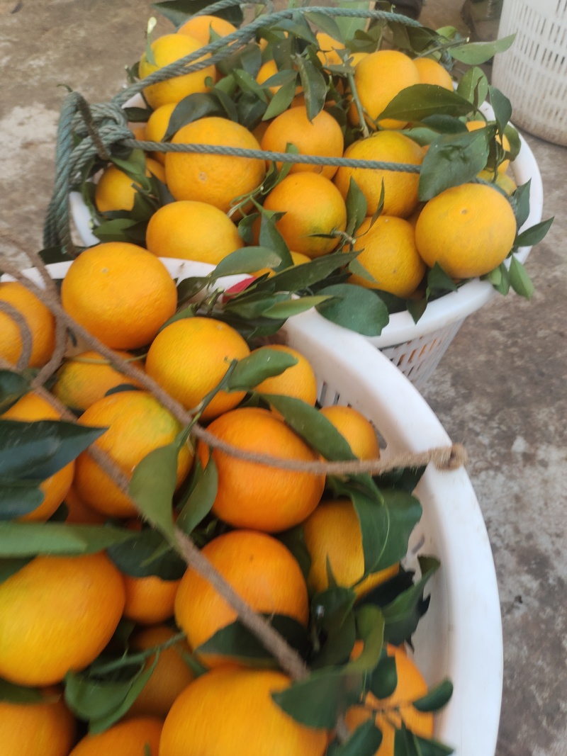 高山沙土地出产，纽菏儿脐橙，皮毛光亮，口感香甜