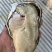 生蚝牡蛎特大单只4-6两大肥蚝