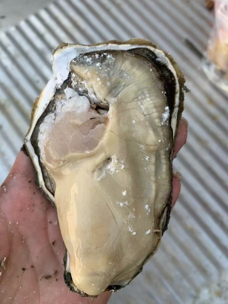 生蚝牡蛎特大单只4-6两大肥蚝