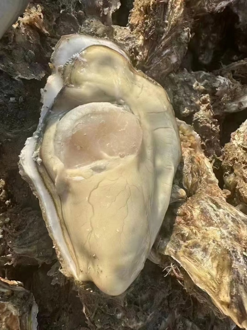 生蚝牡蛎特大单只4-6两大肥蚝
