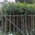 秋枫5公分