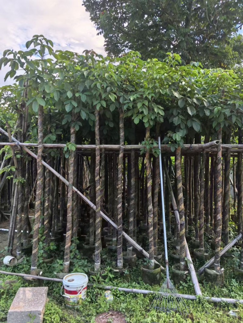 秋枫5公分