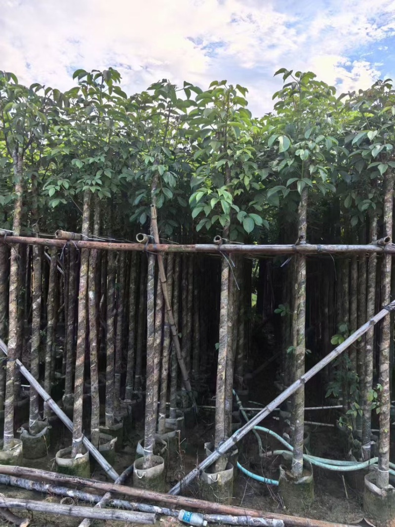 秋枫5公分