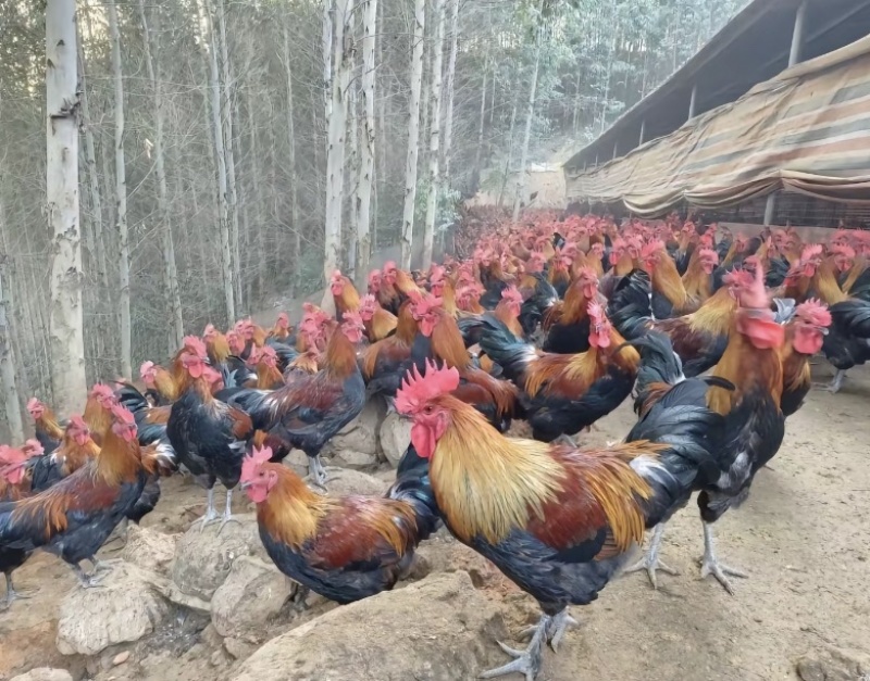 黑瑶