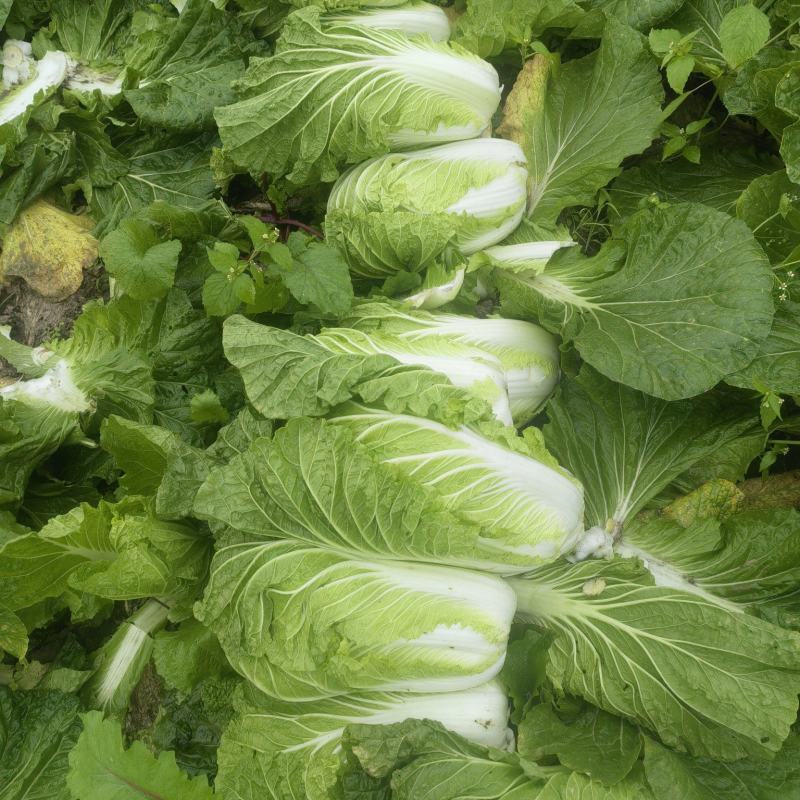 遂宁大白菜青杂三号白菜产地直发一手货源白菜价