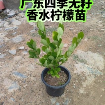 广东四季无籽香水柠檬苗高度30-40公分