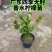 广东四季无籽香水柠檬苗高度30-40公分
